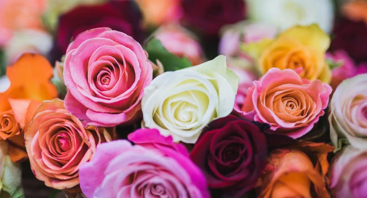 গোলাপ দেওয়ার আগে জেনে নিন, কোন্ গোলাপের কী মানে