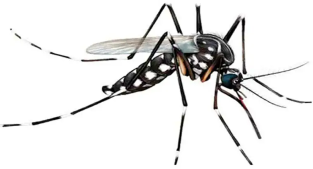 মশা ধরে দিলেই মিলবে পুরস্কার! 3 image 1200x650 3 1739962397 মশা ধরে দিলেই মিলবে পুরস্কার!