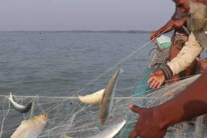 দুই মাস বন্ধ থাকবে মাছ শিকার, পাবে খাদ্য সহায়তা