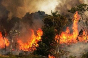 আগুনে পুড়ছে সুন্দরবন কিন্তু নেভানোর জন্য পানি নেই