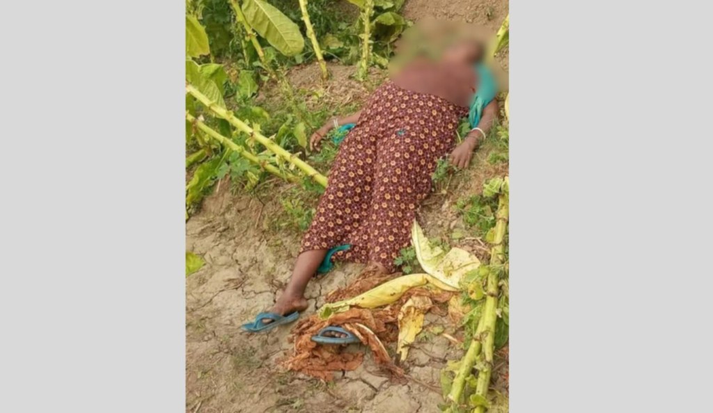 কুষ্টিয়ায় তামাকের মাঠ থেকে নারীর মরদেহ উদ্ধার 3 TOUKIR 1742032234 কুষ্টিয়ায় তামাকের মাঠ থেকে নারীর মরদেহ উদ্ধার