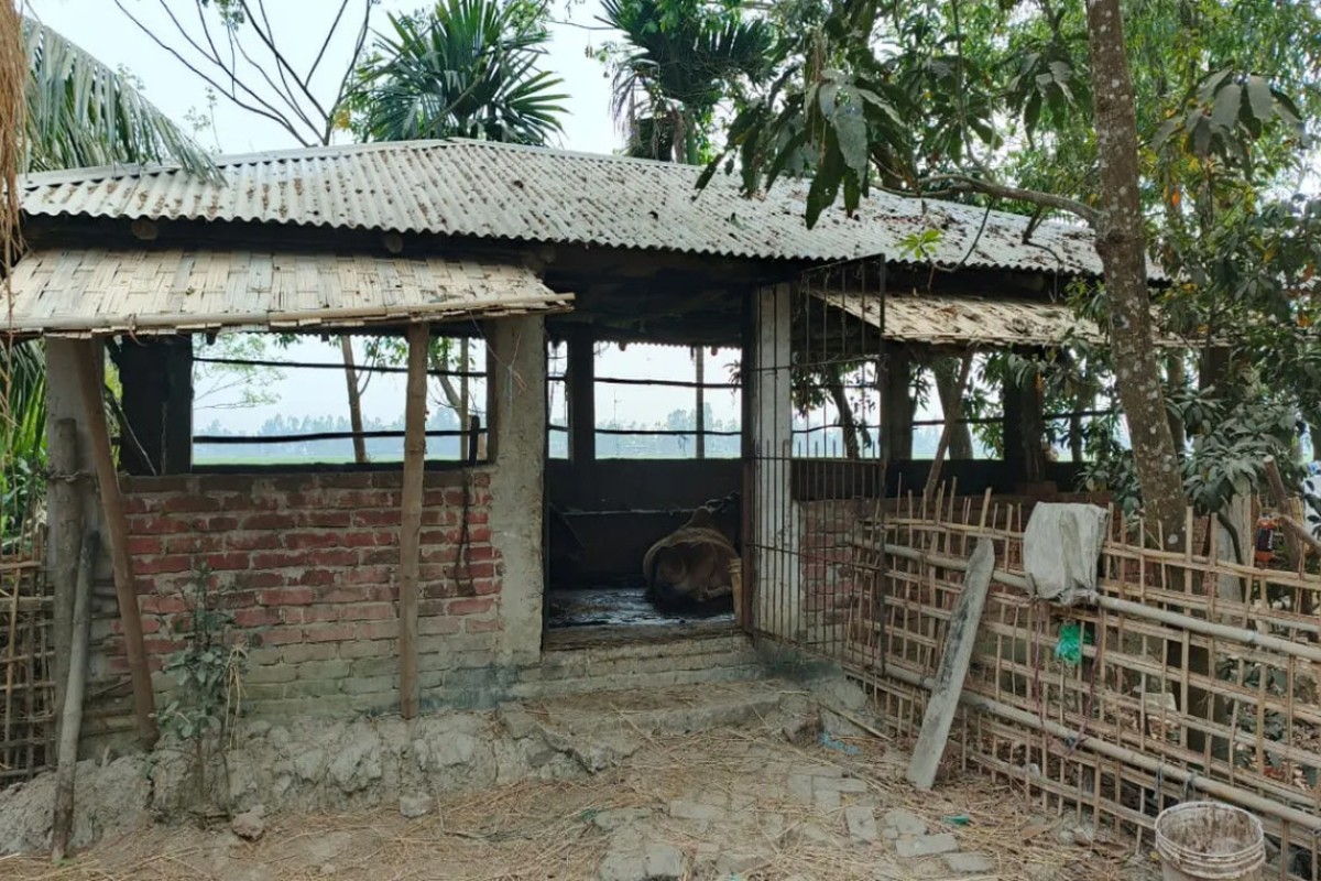 গরু চোর সিন্ডিকেটের প্রধান গ্রেপ্তার; ক্ষোভে ওসির বাড়ির গরু চুরি