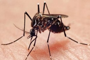 প্রথমবারের মতো দেশে জিকা ভাইরাসের ‘ক্লাস্টার’ শনাক্ত, আক্রান্ত ৫