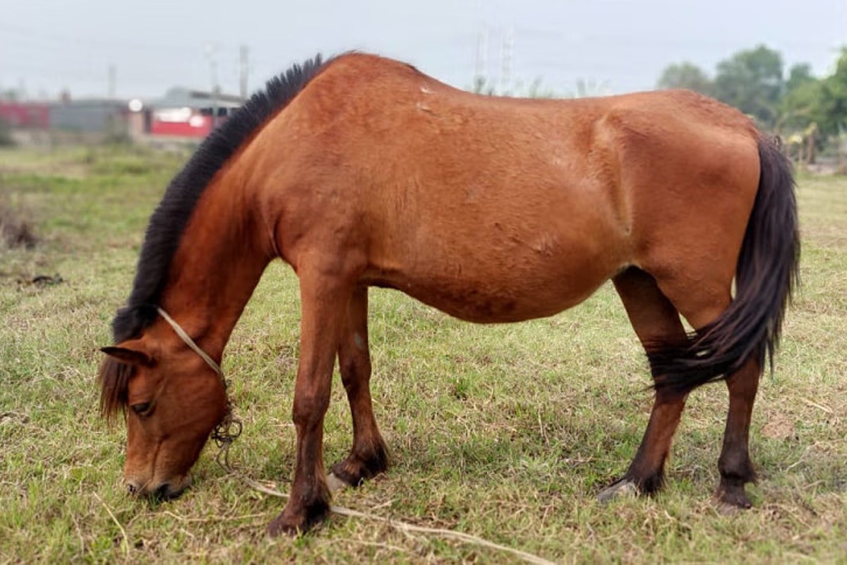 গাজীপুরে ঘোড়ার মাংস বিক্রি নিষিদ্ধ ঘোষণা