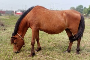 গাজীপুরে ঘোড়ার মাংস বিক্রি নিষিদ্ধ ঘোষণা