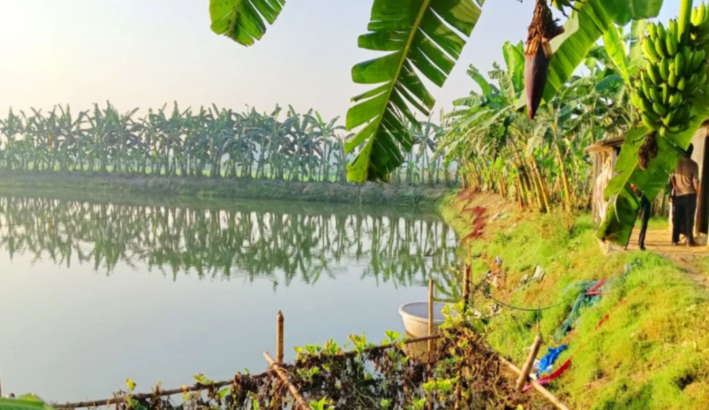 ২৮ লাখ টাকার মাছ লুটের অভিযোগ বিএনপি নেতার বিরুদ্ধে 4 Untitled design 10 1743241183 ২৮ লাখ টাকার মাছ লুটের অভিযোগ বিএনপি নেতার বিরুদ্ধে