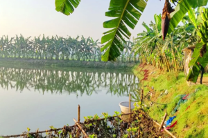 ২৮ লাখ টাকার মাছ লুটের অভিযোগ বিএনপি নেতার বিরুদ্ধে