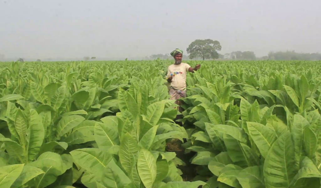 কুষ্টিয়ায় বাড়ছে তামাক চাষ, উদাসীন কৃষি বিভাগ 3 image 1360x800 18 1741510719 কুষ্টিয়ায় বাড়ছে তামাক চাষ, উদাসীন কৃষি বিভাগ