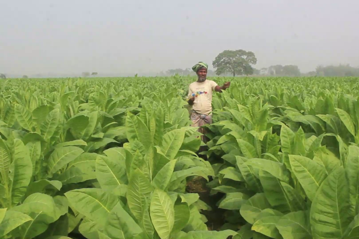 কুষ্টিয়ায় বাড়ছে তামাক চাষ, উদাসীন কৃষি বিভাগ