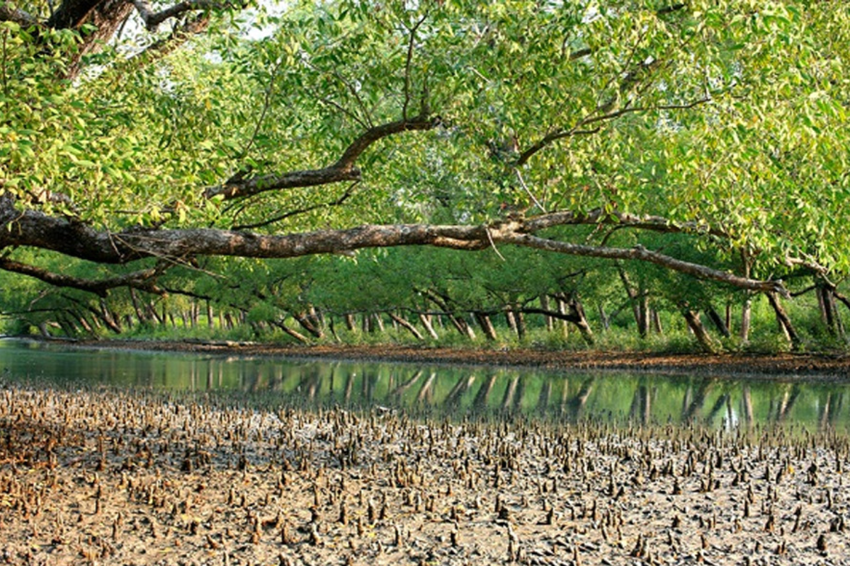 সুন্দরবনে বনদস্যুদের মধ্যে ‘গুলি বিনিময়’