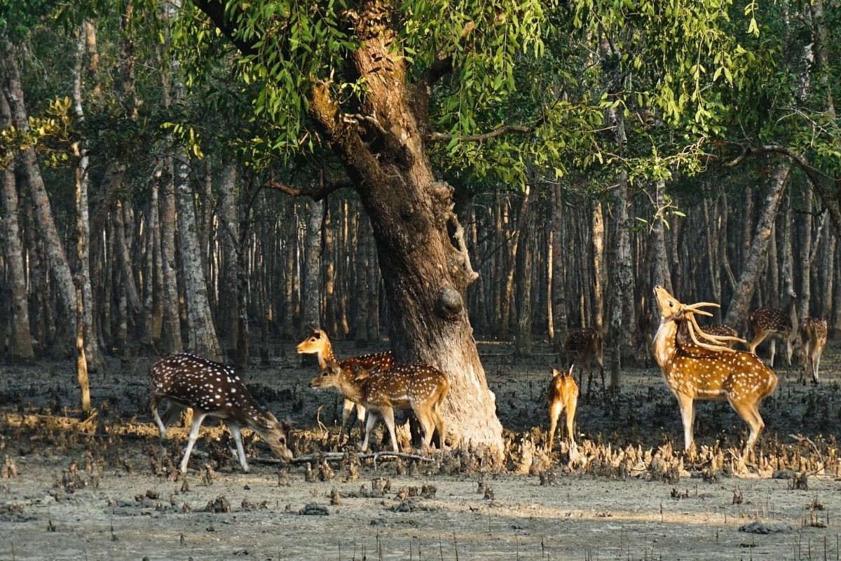 সুন্দরবনে রেড অ্যালার্ট জারি