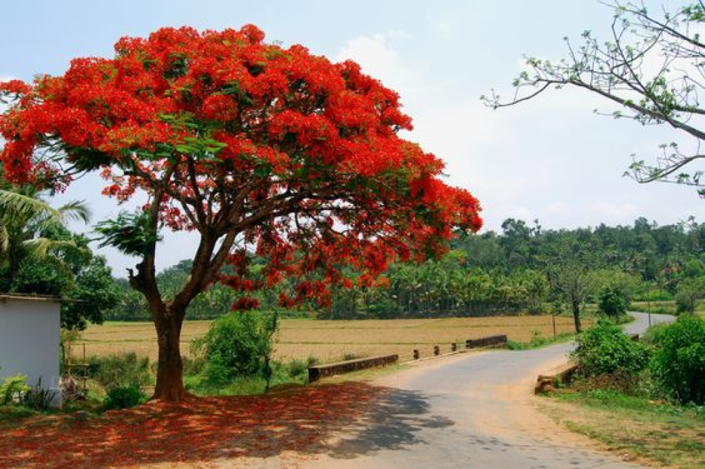 Krishna Chura 1 1744819017 কৃষ্ণচূড়ার মোহনীয় রূপে আকুল পথিকের হৃদয়
