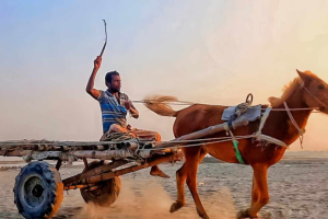 যমুনার চরে ভরসা ঘোড়ার গাড়ি