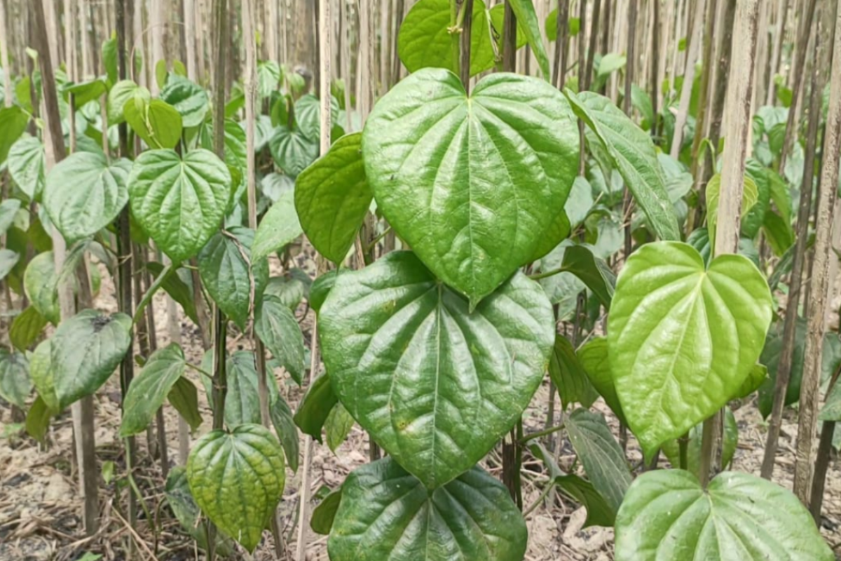 নবীনগরে হারিয়ে যেতে বসেছে ঐতিহ্যবাহী পান চাষ