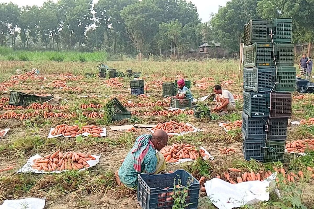 ভেড়ামারায় ১৫ হেক্টর জমিতে গাজর চাষ, লাভবান হচ্ছেন কৃষকরা