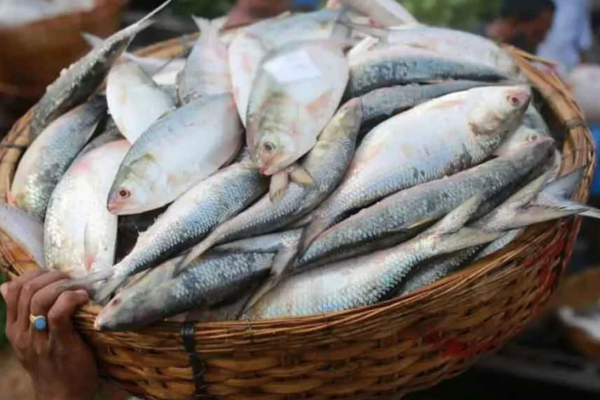 চড়া দামে বিক্রি হচ্ছে ইলিশ