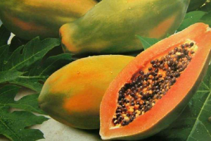 ডায়াবেটিসে কোন পেঁপে উপকারী, কাঁচা না পাকা?