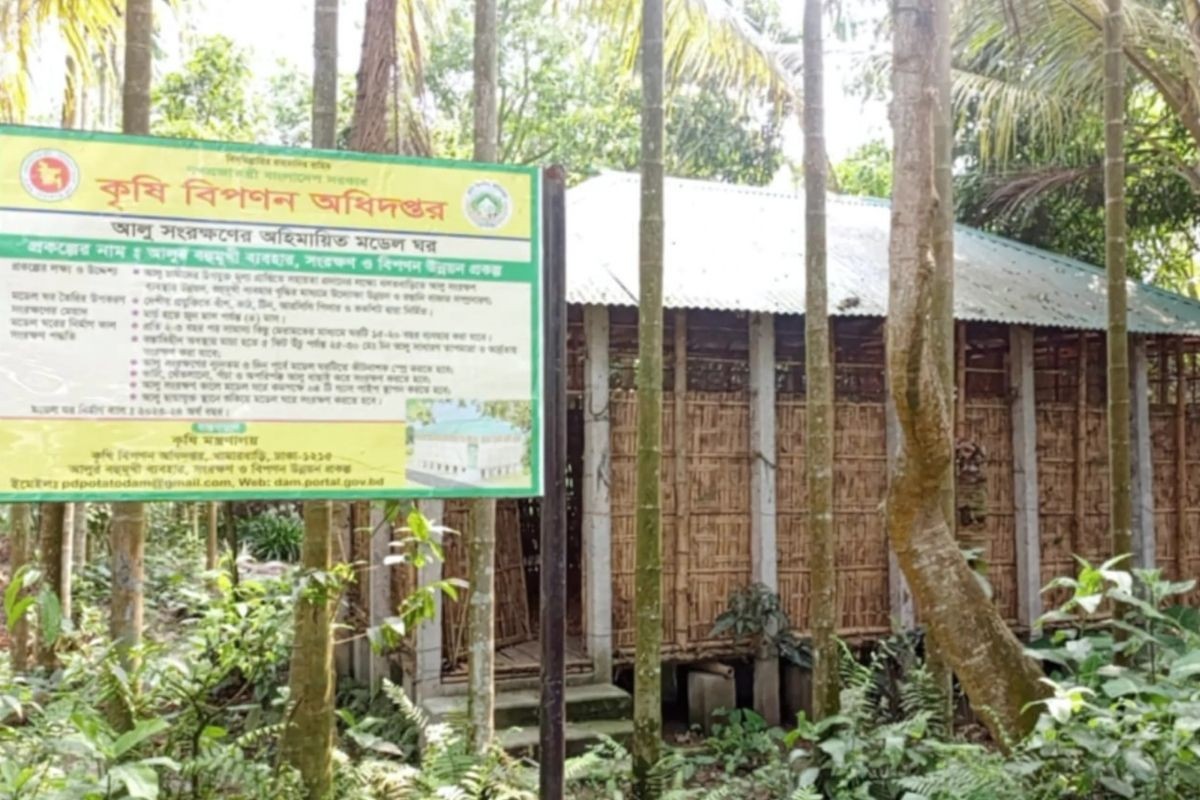 বগুড়ায় প্রাকৃতিকভাবে দুই হাজার মেট্রিক টন আলু সংরক্ষণ কৃষকের