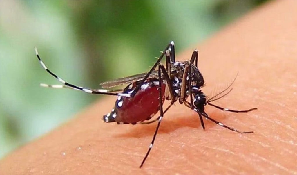ডেঙ্গু 1744263940 ডেঙ্গুতে আক্রান্ত হয়ে আরও ২৯ জন হাসপাতালে