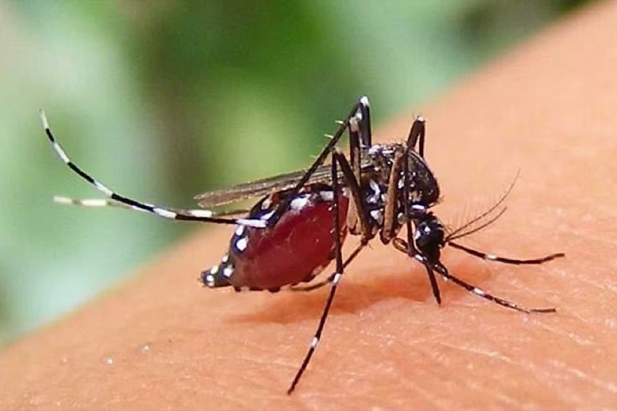 ডেঙ্গুতে আক্রান্ত হয়ে আরও ২৯ জন হাসপাতালে