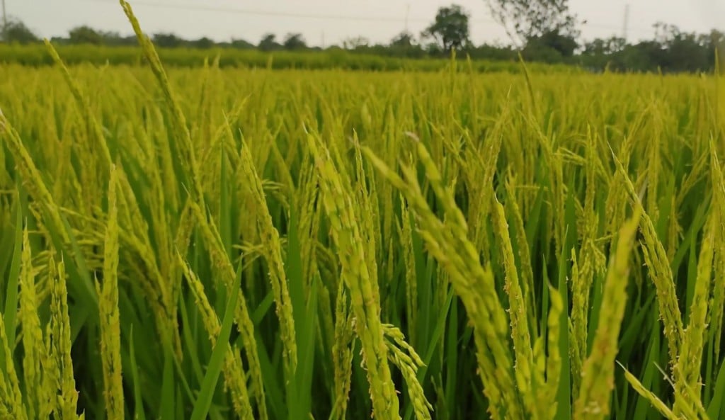 বোরো ধান 1745060611 বোরো ধানে স্বপ্ন দেখছেন চাঁপাইনবাবগঞ্জের কৃষকরা