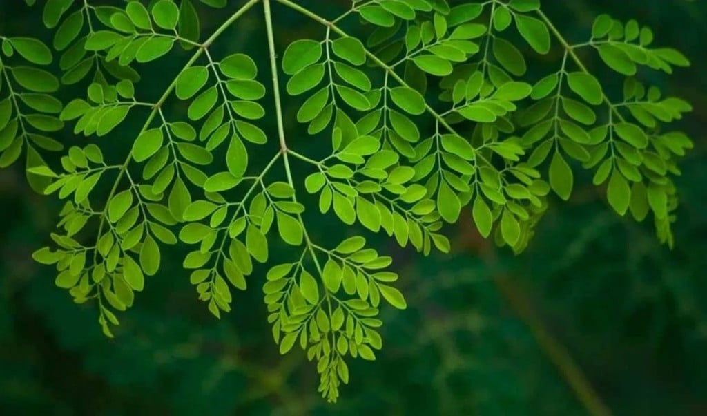 সজনে 1745736741 "অলৌকিক গাছ"সজনে, কী আছে এর পাতায়?