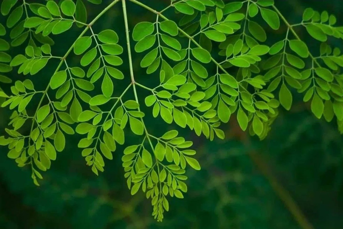 “অলৌকিক গাছ”সজনে, কী আছে এর পাতায়?