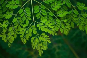 “অলৌকিক গাছ”সজনে, কী আছে এর পাতায়?