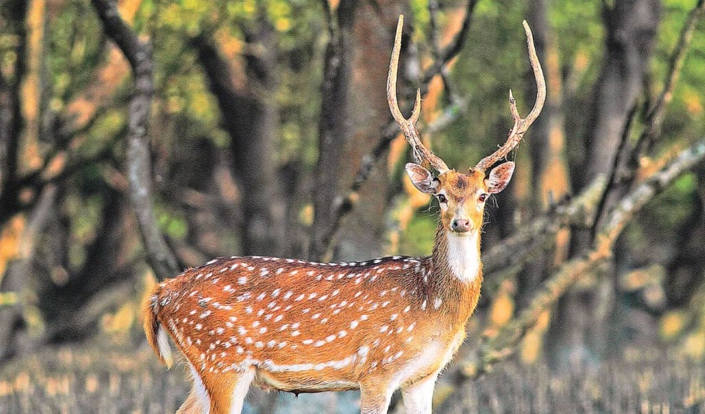 সুন্দরবনের ১০ কিমির মধ্যে শিল্পপ্রতিষ্ঠান স্থাপন নিষিদ্ধের সিদ্ধান্ত 1745249596 সুন্দরবনের ১০ কিলোমিটারের মধ্যে শিল্পপ্রতিষ্ঠান স্থাপন নিষিদ্ধের সিদ্ধান্ত