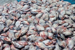 ‘রূপচাঁদা’নামে বিক্রি হচ্ছে নিষিদ্ধ ‘পিরানহা’