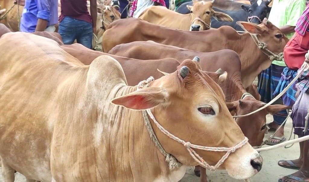 কুরবানির হাট 1747286348 আসন্ন ঈদে রাজধানীতে ১৯টি পশুর হাট, বসবে যেসব স্থানে