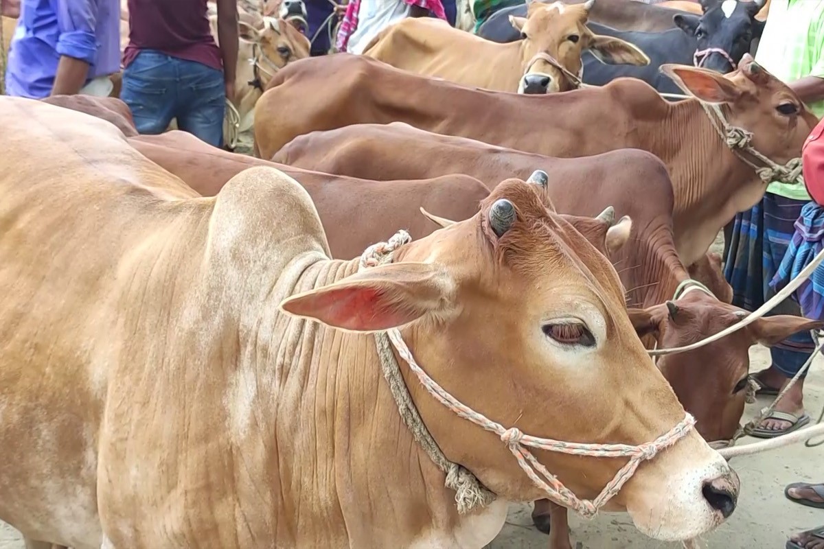 আসন্ন ঈদে রাজধানীতে ১৯টি পশুর হাট, বসবে যেসব স্থানে