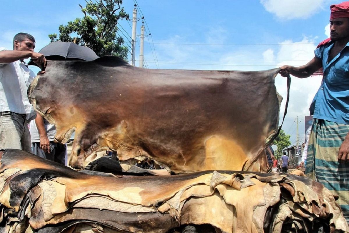 কোরবানির পশুর চামড়ার নতুন দাম নির্ধারণ