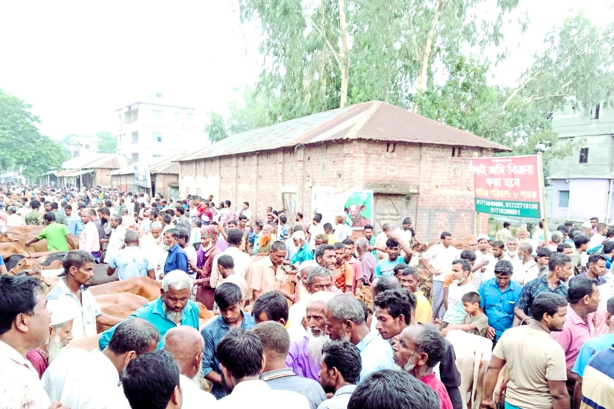 গাইবান্ধায় জমে উঠেছে কোরবানির পশুর হাট, বিক্রিতে মন্থরতা