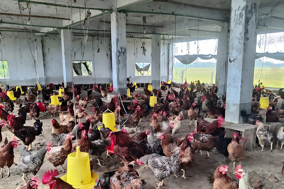 জয়পুরহাটে একেকটি মুরগির বাচ্চায় ১৩-৩৫ টাকা লোকসান গুনছেন হ্যাচারিমালিকেরা