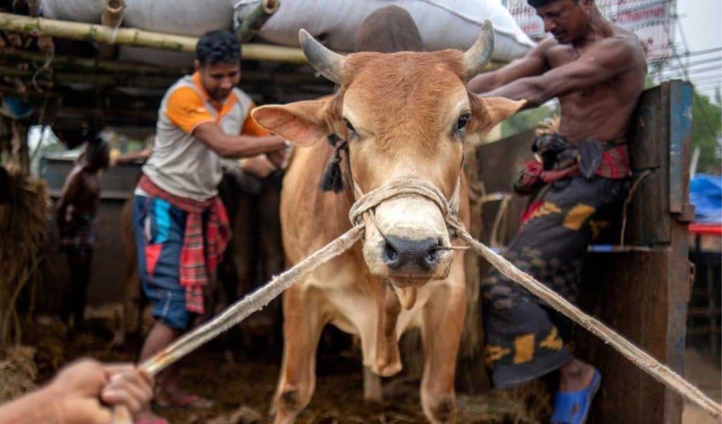 ঢাকা উত্তরে পশুর হাট নিয়ে ধোঁয়াশা প্রস্তুতি নিয়ে দুশ্চিন্তায় ব্যবসায়ীরা 1748694345 ঢাকা উত্তরে পশুর হাট নিয়ে ধোঁয়াশা, প্রস্তুতি নিয়ে দুশ্চিন্তায় ব্যবসায়ীরা