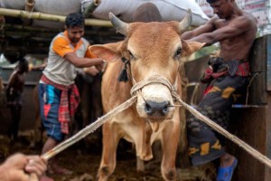 ঢাকা উত্তরে পশুর হাট নিয়ে ধোঁয়াশা, প্রস্তুতি নিয়ে দুশ্চিন্তায় ব্যবসায়ীরা