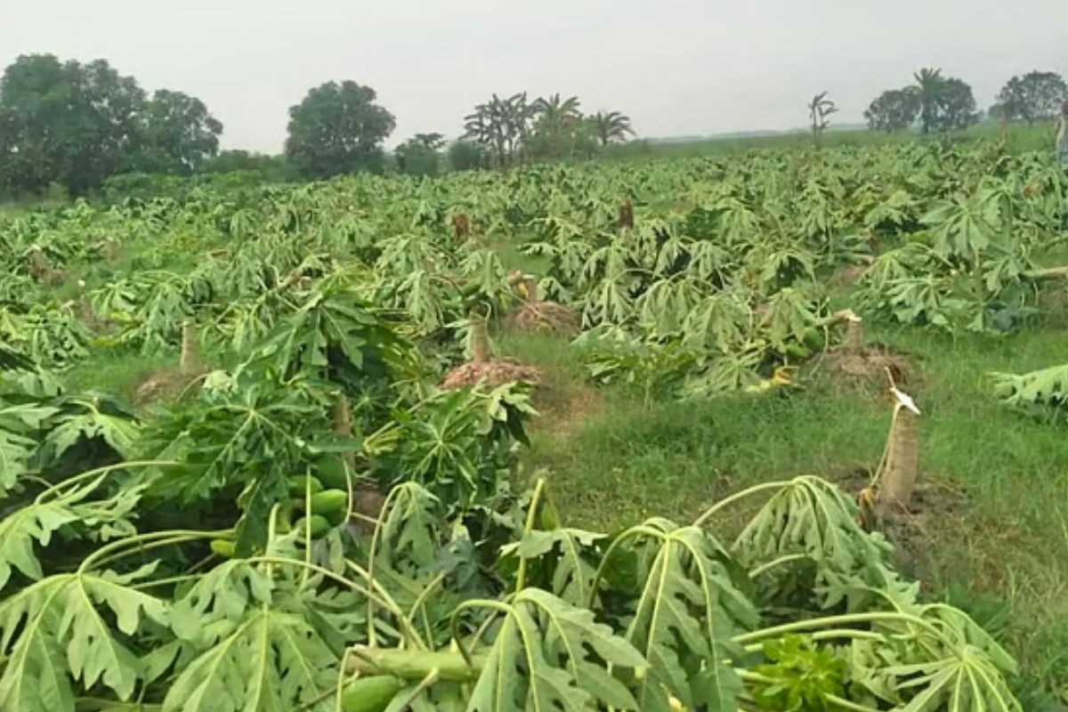 কারাবন্দি আওয়ামী লীগ নেতার তিন বিঘা জমির পেঁপেগাছ কাটল দুর্বৃত্তরা