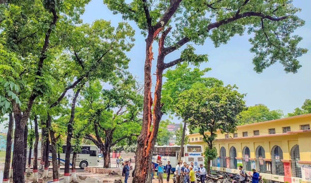 পাবনা ২ 1746533339 বজ্রপাতে দ্বিখণ্ডিত মেহগনি গাছ, এডওয়ার্ড কলেজে উৎসুক জনতার ভিড়