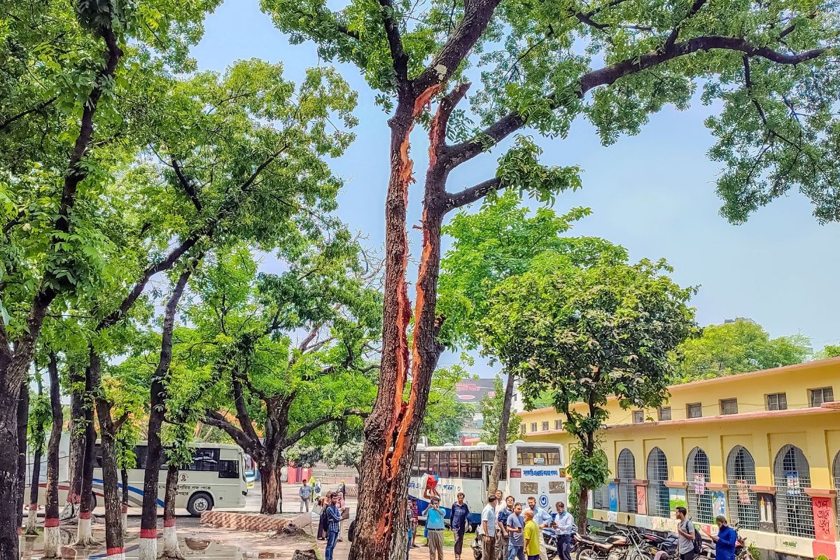 বজ্রপাতে দ্বিখণ্ডিত মেহগনি গাছ, এডওয়ার্ড কলেজে উৎসুক জনতার ভিড়