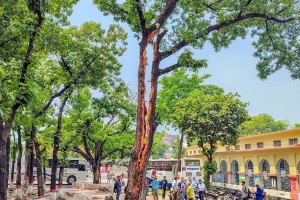 বজ্রপাতে দ্বিখণ্ডিত মেহগনি গাছ, এডওয়ার্ড কলেজে উৎসুক জনতার ভিড়