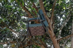 শিক্ষককে মারধর করে তাঁর চেয়ার আম গাছে ঝুলিয়ে দিলো বিএনপির নেতাকর্মীরা