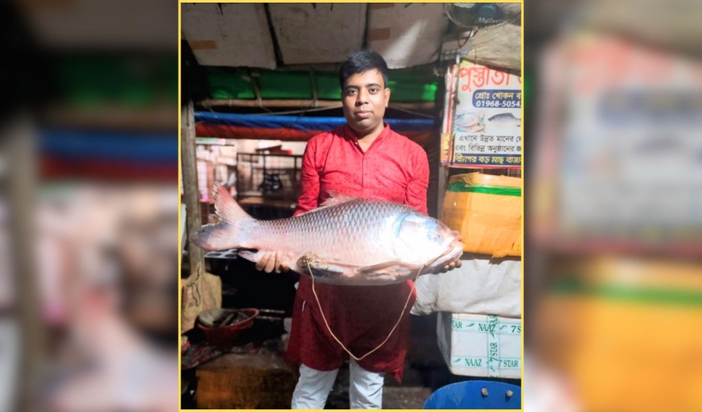 মেঘনার ঢেউয়ে সোনালী ঝলক নবীনগরে ১৯ কেজির কাতলা ধরা 1746881973 মেঘনার ঢেউয়ে সোনালী ঝলক, নবীনগরে ১৯ কেজির কাতলা ধরা!