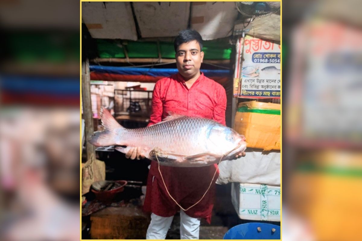 মেঘনার ঢেউয়ে সোনালী ঝলক, নবীনগরে ১৯ কেজির কাতলা ধরা!