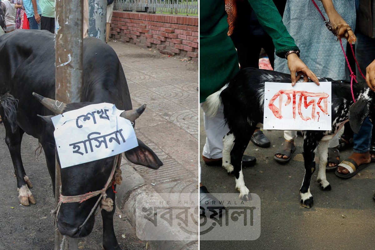 শাহবাগে গরু-ছাগলকে ‘শেখ হাসিনা’ ও ‘কাদের’ আখ্যা দিয়ে জবাই!