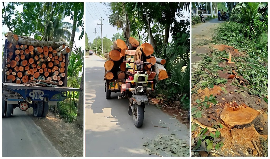 সরকারি গাছ বিক্রির অভিযোগে চেয়ারম্যানসহ ১৩ জনের বিরুদ্ধে মামলা 1746105924 সরকারি গাছ বিক্রির অভিযোগে চেয়ারম্যানসহ ১৩ জনের বিরুদ্ধে মামলা