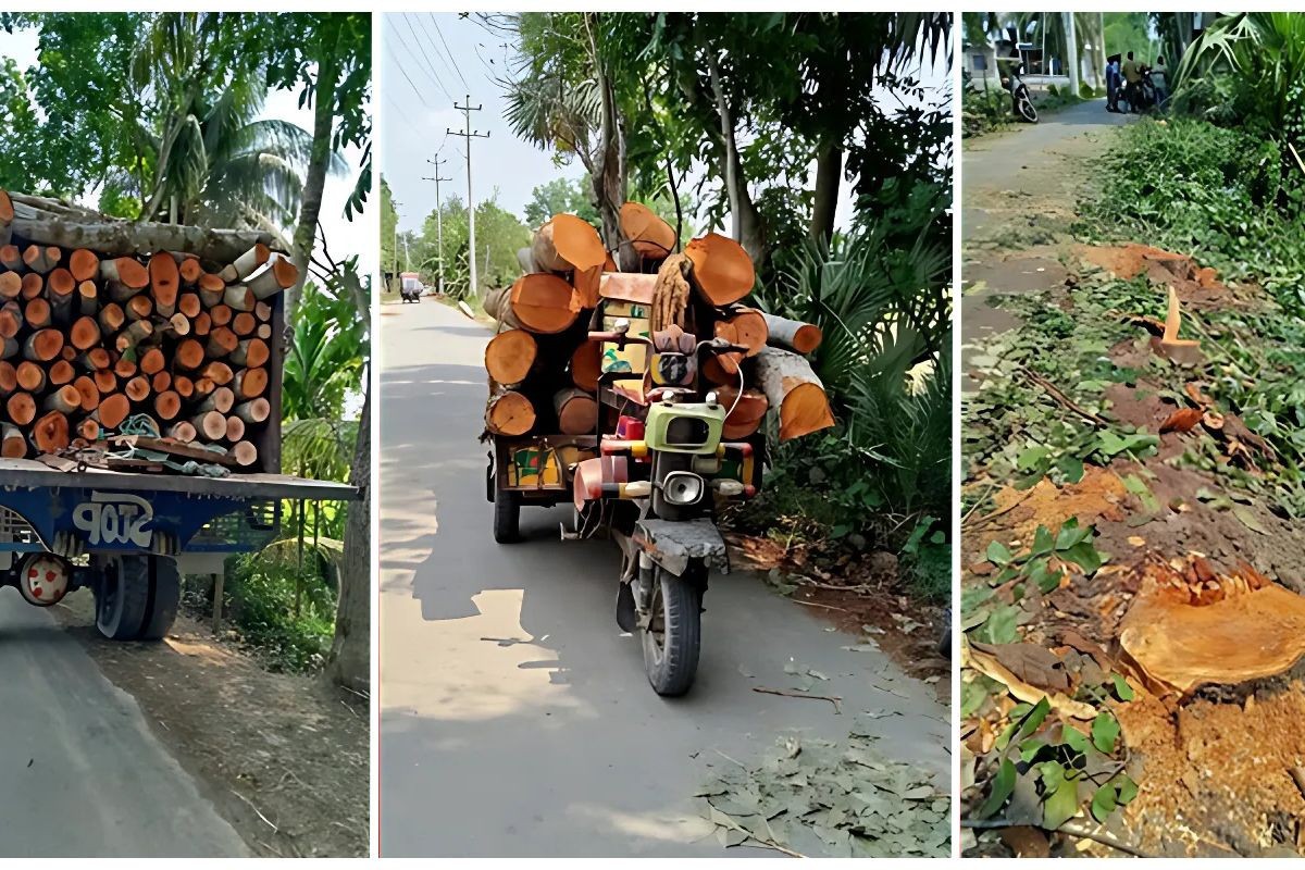 সরকারি গাছ বিক্রির অভিযোগে চেয়ারম্যানসহ ১৩ জনের বিরুদ্ধে মামলা