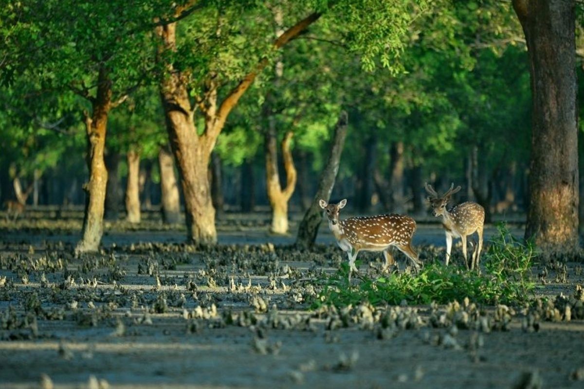 ৩ মাস যাওয়া যাবে না সুন্দরবনে