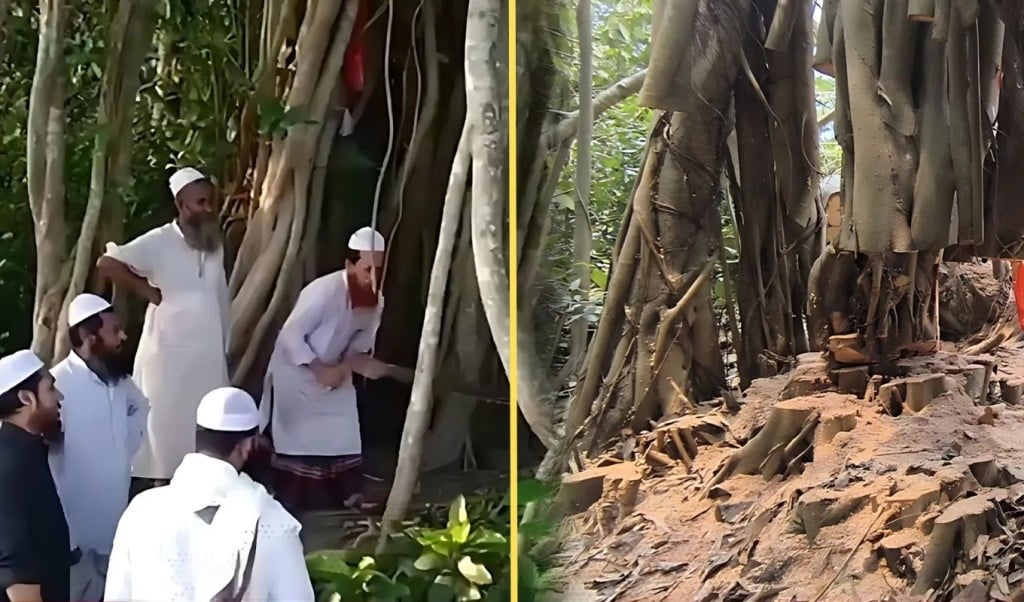‘শিরক আখ্যা দিয়ে কাটা হলো শতবর্ষী বটগাছ 1746541435 ‘শিরক’ আখ্যা দিয়ে কাটা হলো শতবর্ষী বটগাছ