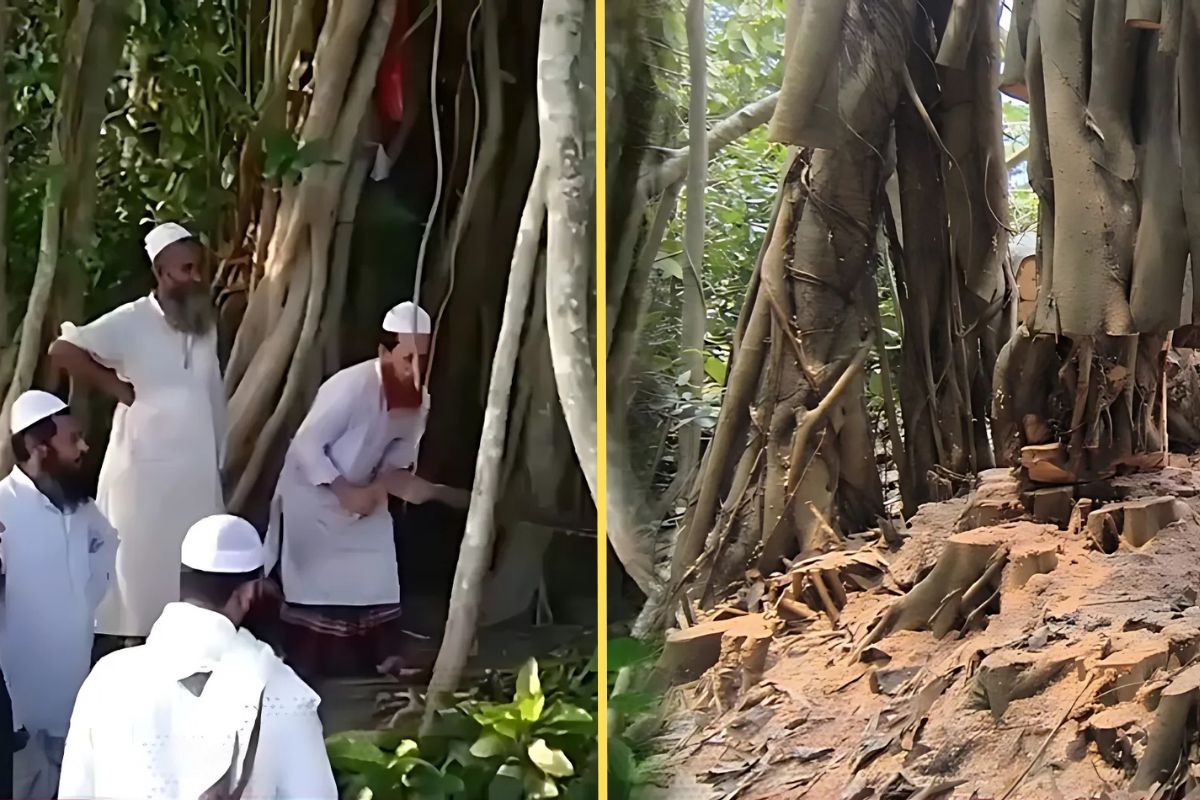 ‘শিরক’ আখ্যা দিয়ে কাটা হলো শতবর্ষী বটগাছ